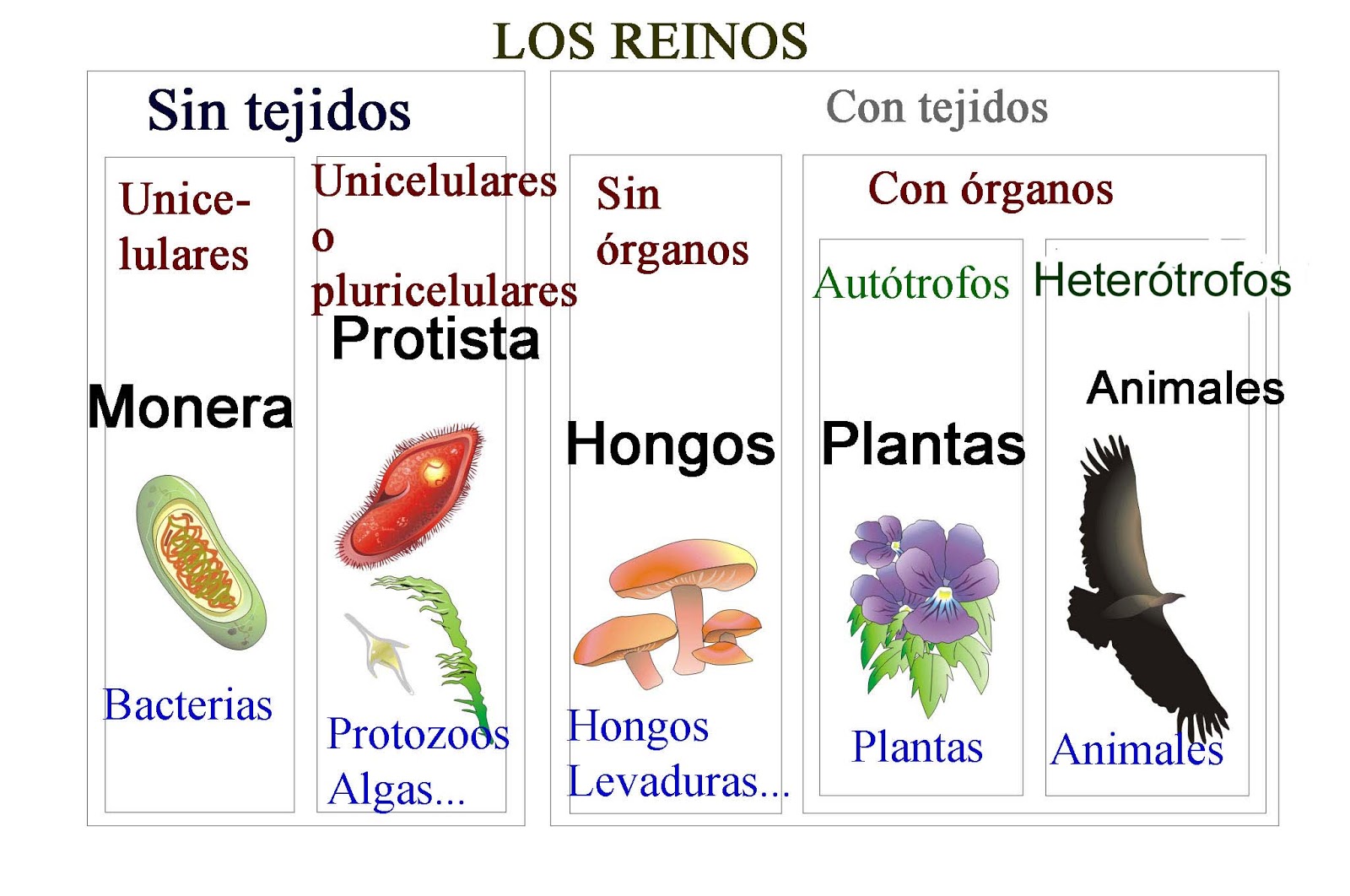 La clasificación de los seres vivos | Foro PortalPez de acuarios, peces,  mascotas, plantas acuaticas