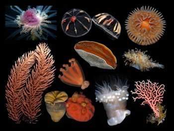 Cnidarios.png