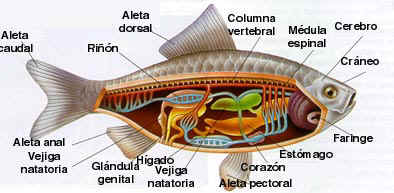 estructura PECES.png