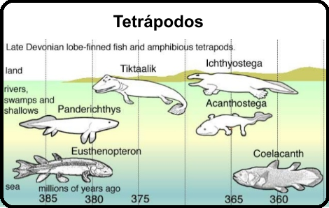 Tetrápodos - copia.png
