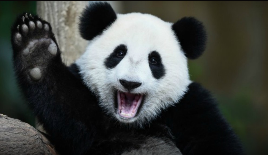Oso panda.png