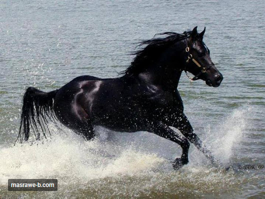 caballo arabe.png