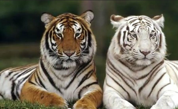 tigres.png