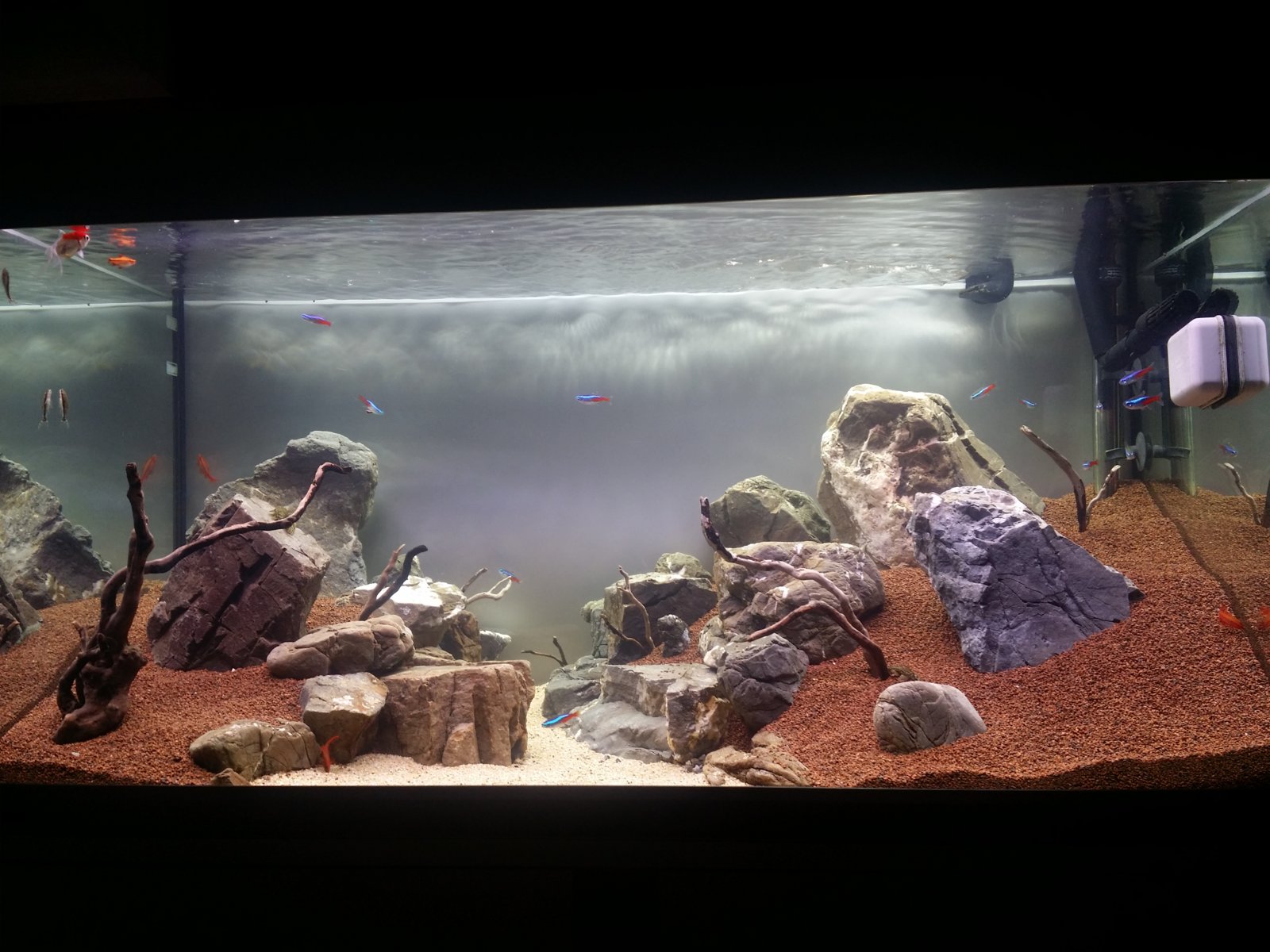 Ada Roca Venta - Vendo roca frodo (ADA) | Foro PortalPez de acuarios, peces ...