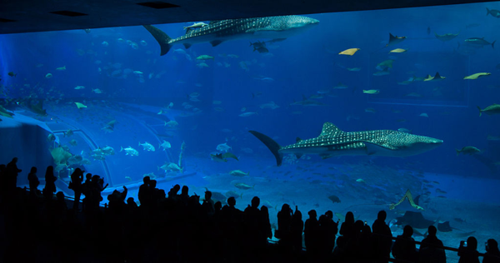 Churaumi_Aquarium_main_tank_'Kuroshio_Sea' jpg.png