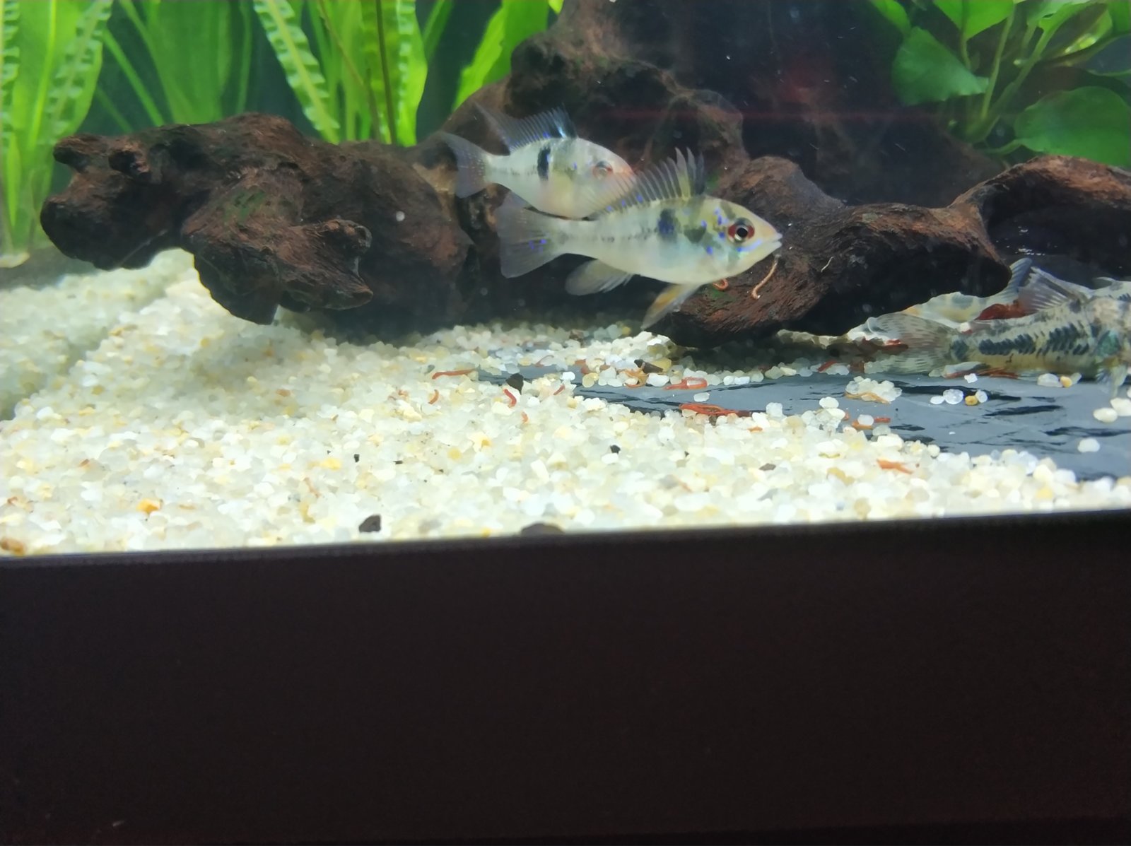 Consulta Diferencia ramirezi macho y hembra