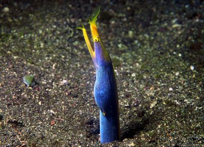 Ribbon_eel.jpg