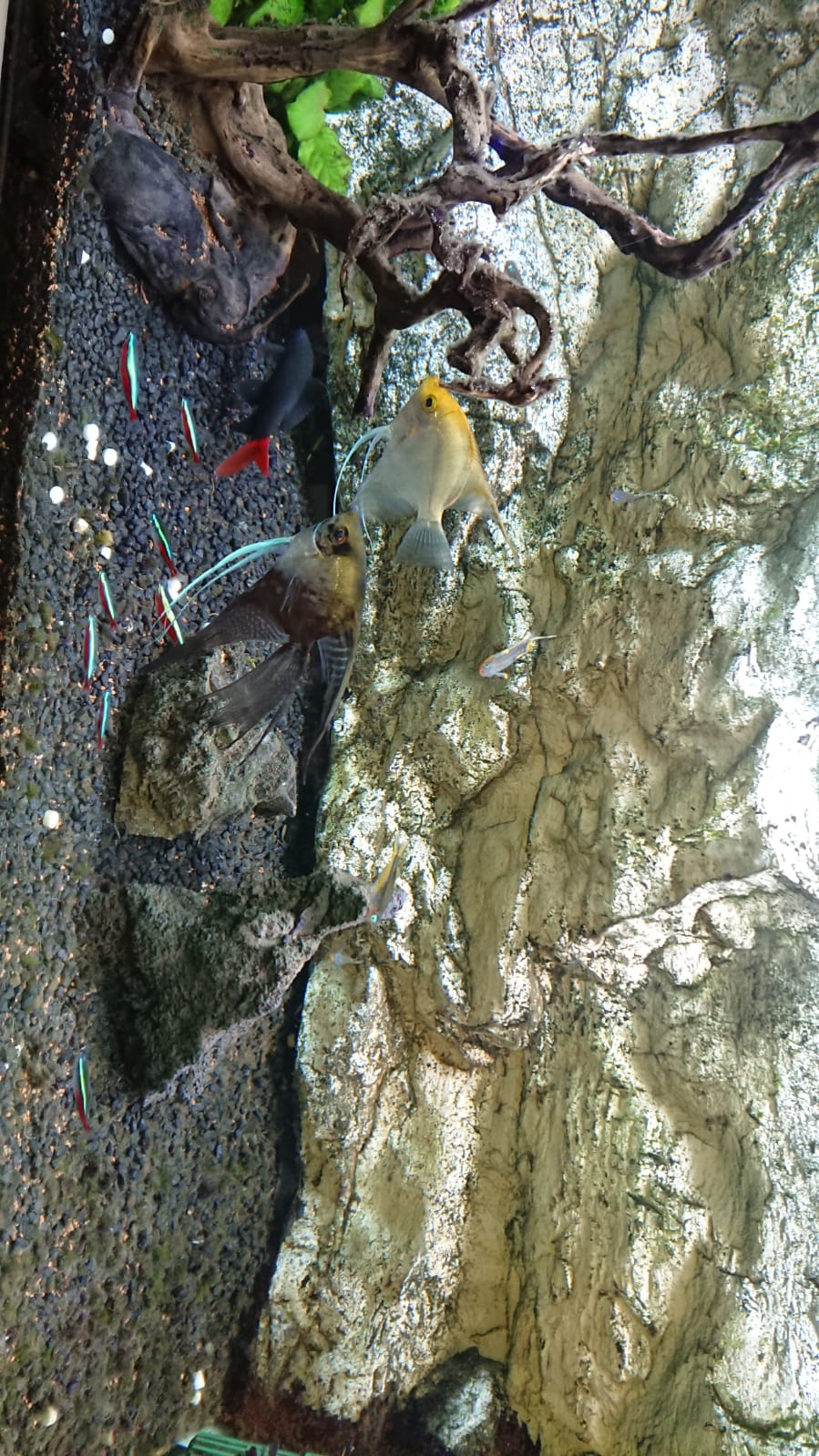 Consulta Bajar valor GH acuario de