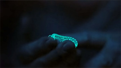 Diccionario - Bioluminiscencia(2).png