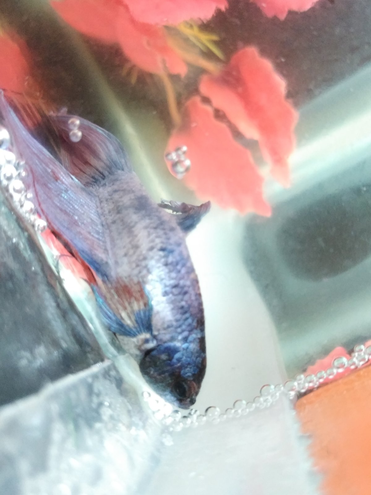 Urgente Mi pez Betta flota de lado! Foro PortalPez de acuarios, peces, mascotas, plantas