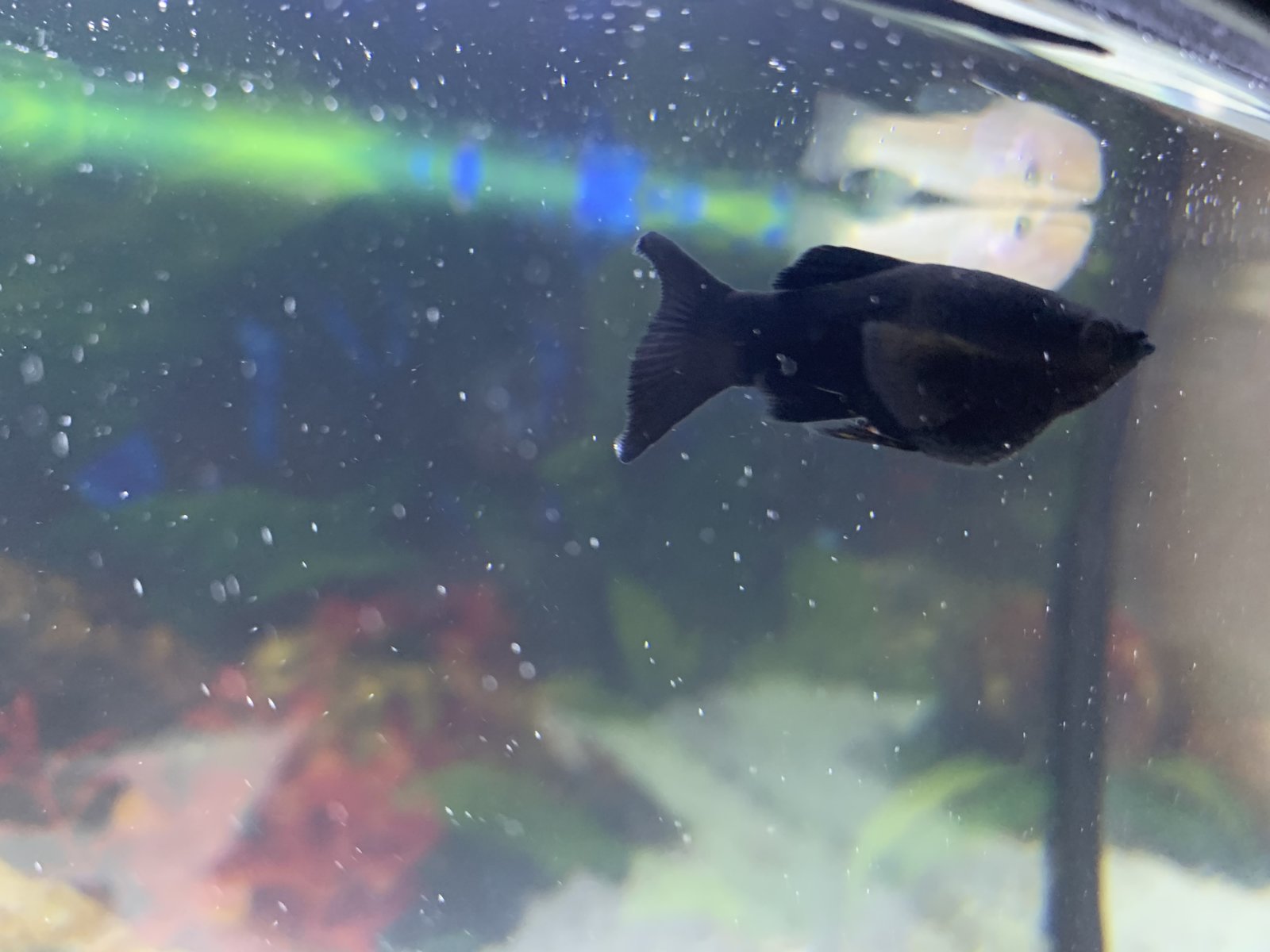 Como Saber Si Mi Goldfish Esta Embarazada