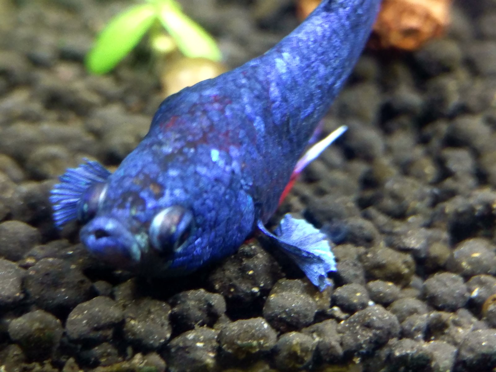 Urgente - Mi pez betta tiene dificultad para nadar | PortalPez