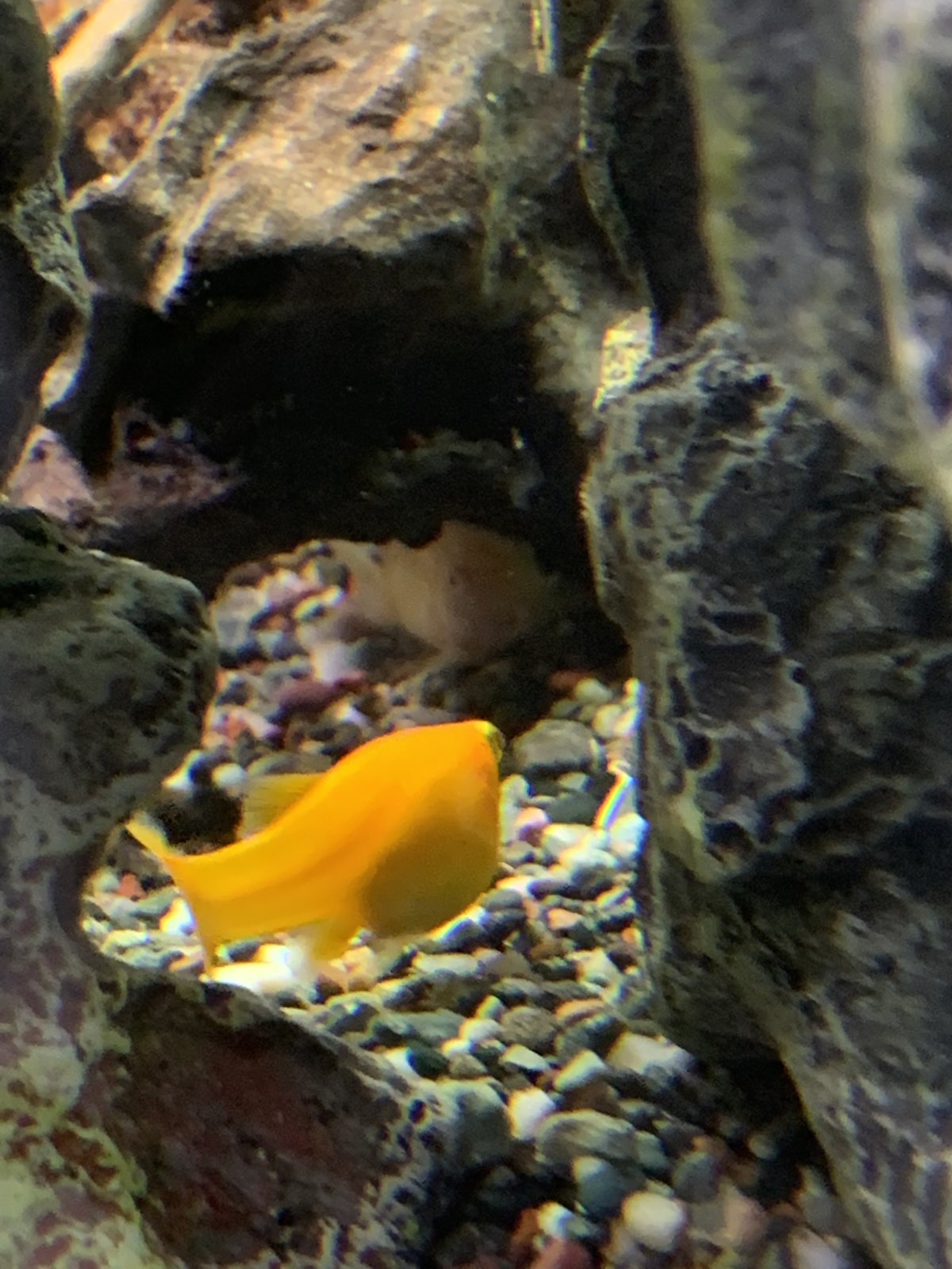 Peces Ornamentales Que Son