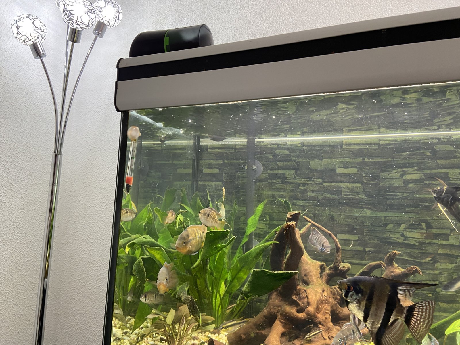Porque Mis Peces Boquean En La Superficie Del Agua