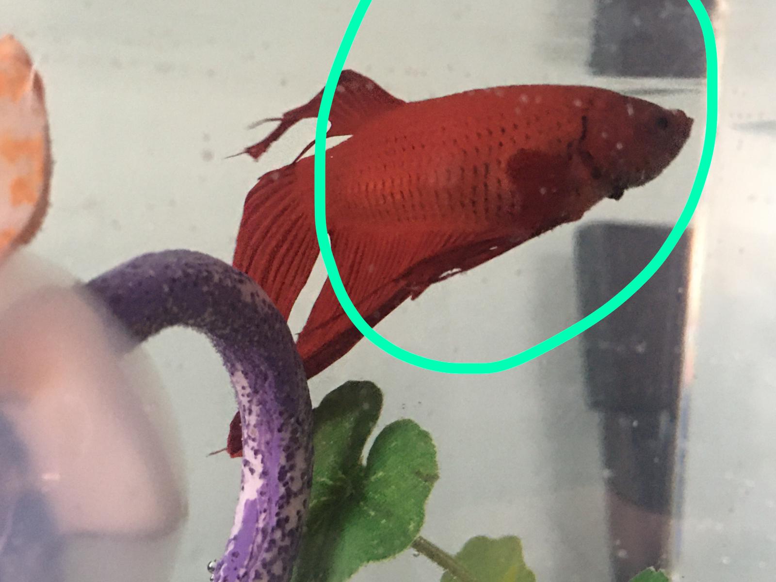 Urgente - Mi pez betta tiene un bulto | PortalPez, acuarios, mascotas