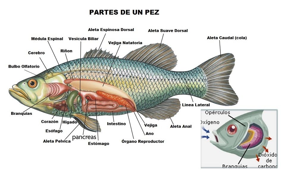 Diccionario Bulbo olfatorio Foro PortalPez de acuarios, peces