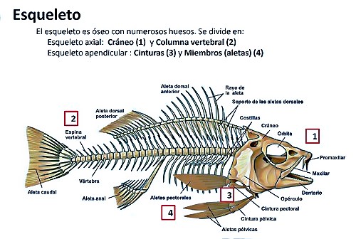 Diccionario - Esqueleto óseo | Foro PortalPez de acuarios, peces
