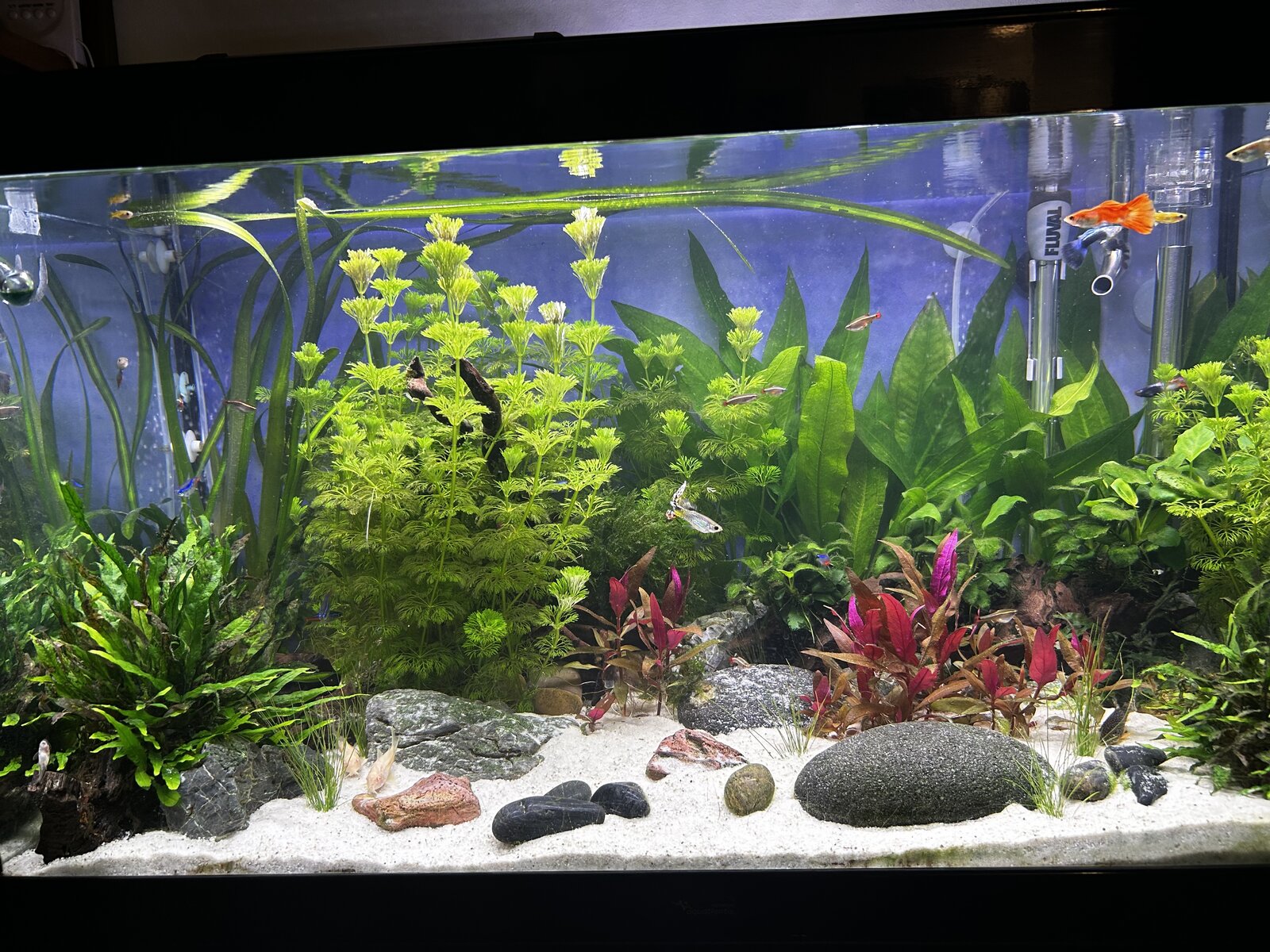 Decoracion Acuario Hierba Enana Planta De Acuario Vivo Cultivo De Tejidos  Plantas Plantas Naturales Acuario, image size:1600x1200